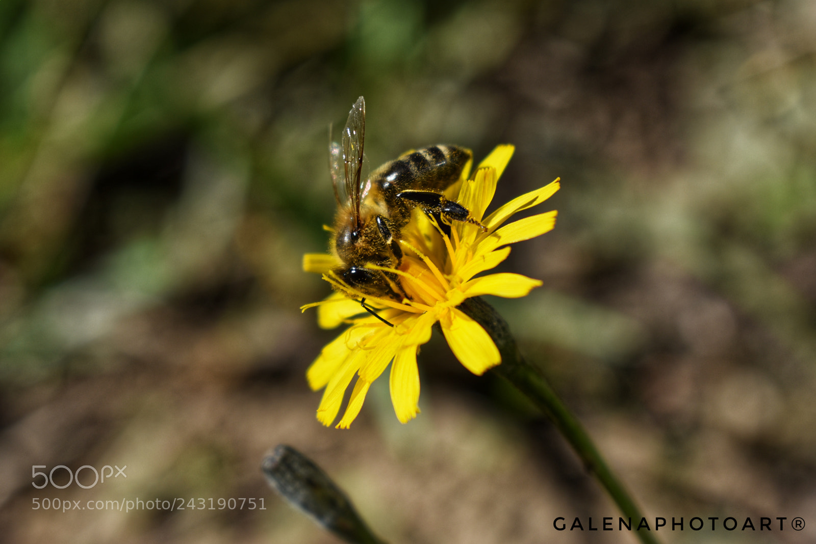 Nikon D3400 sample photo. Summer bee photography