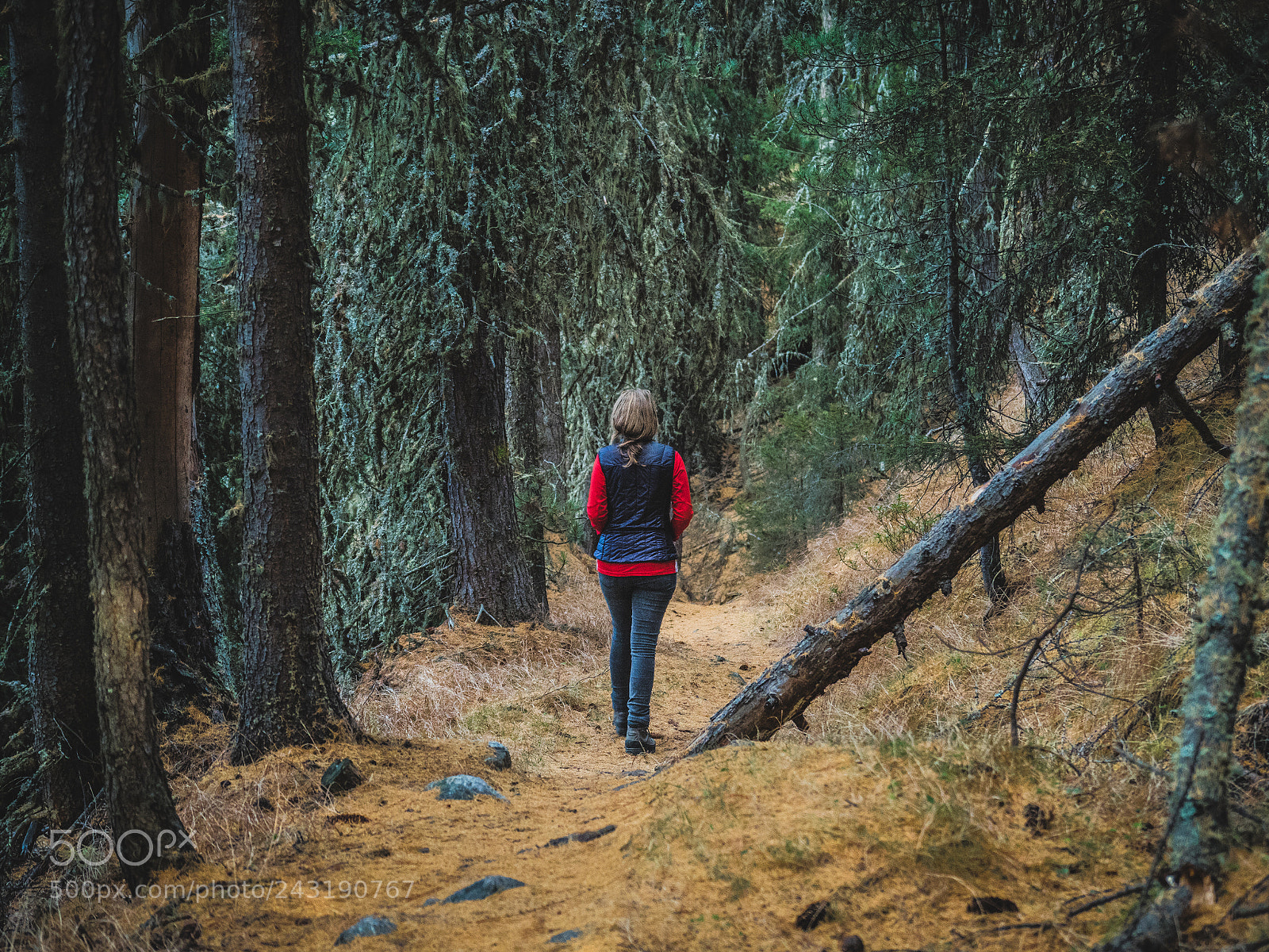 Olympus OM-D E-M1 Mark II sample photo. Deep forest photography