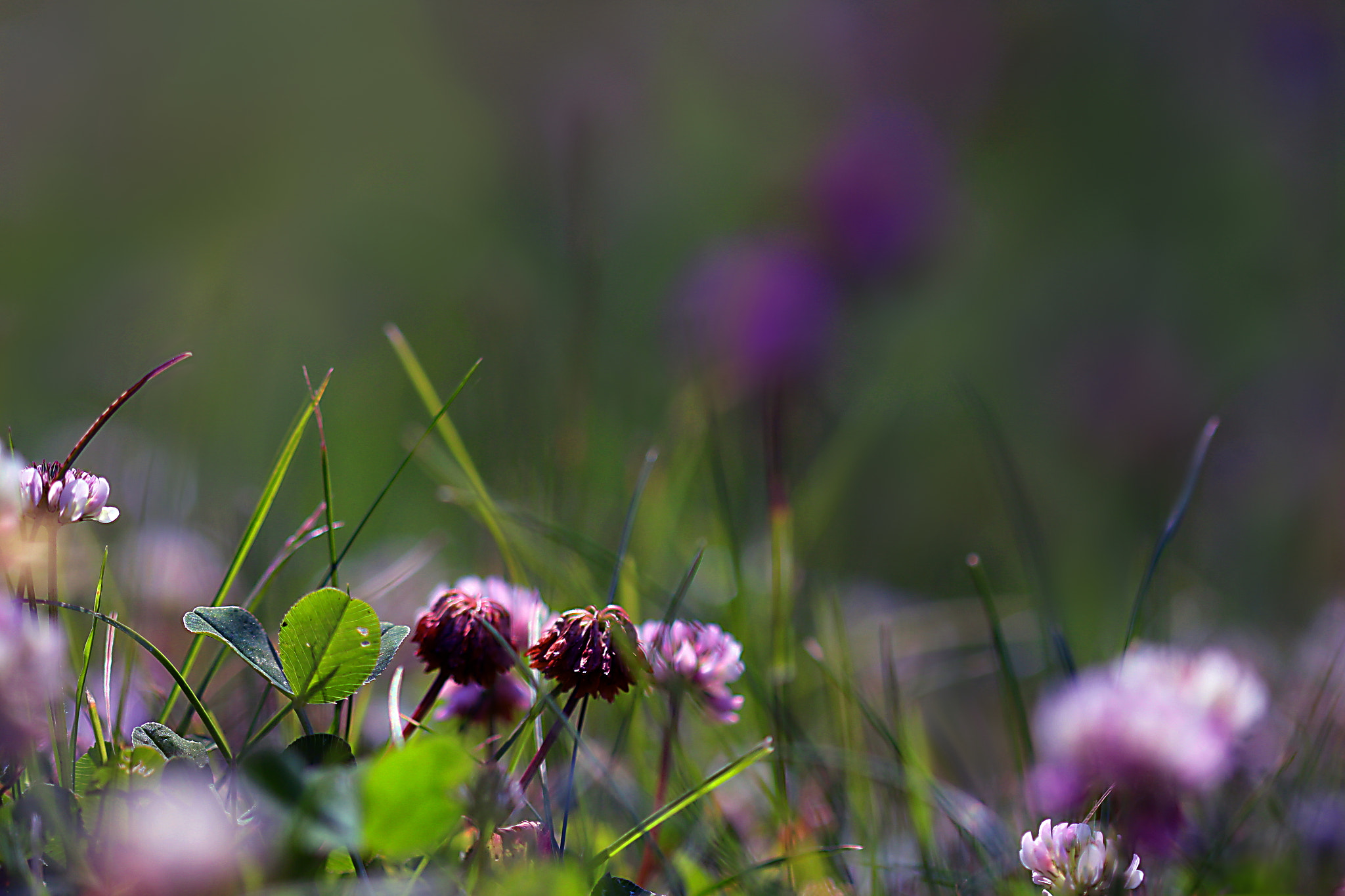 Canon EF 100mm F2.8 Macro USM sample photo. Infinite photography