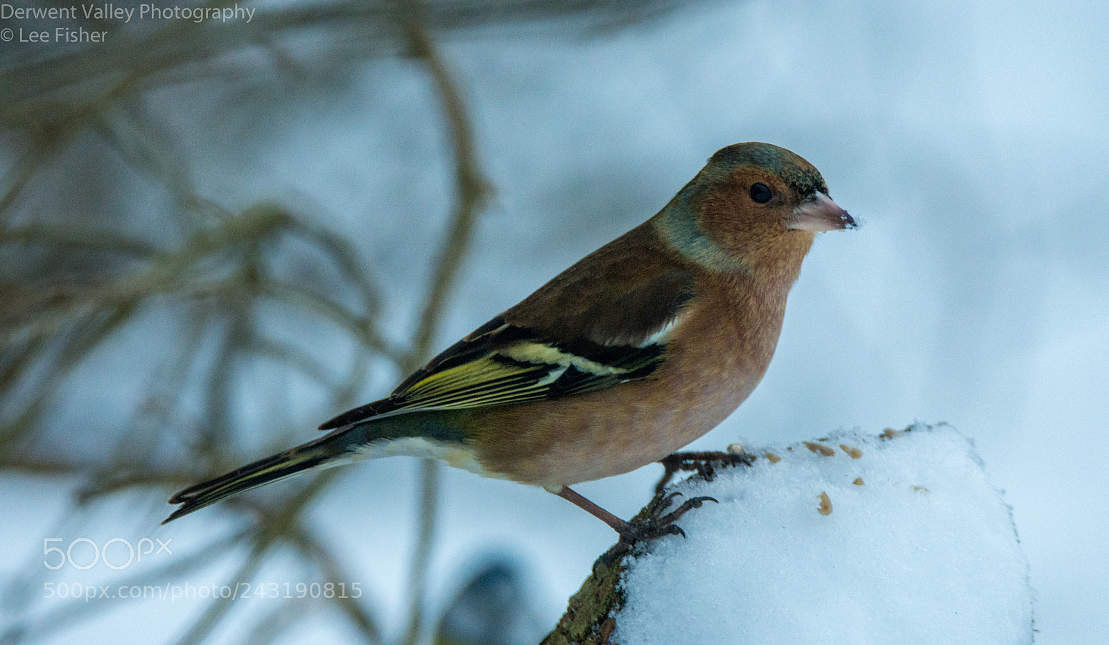 Nikon D7200 sample photo. Chaffinch photography