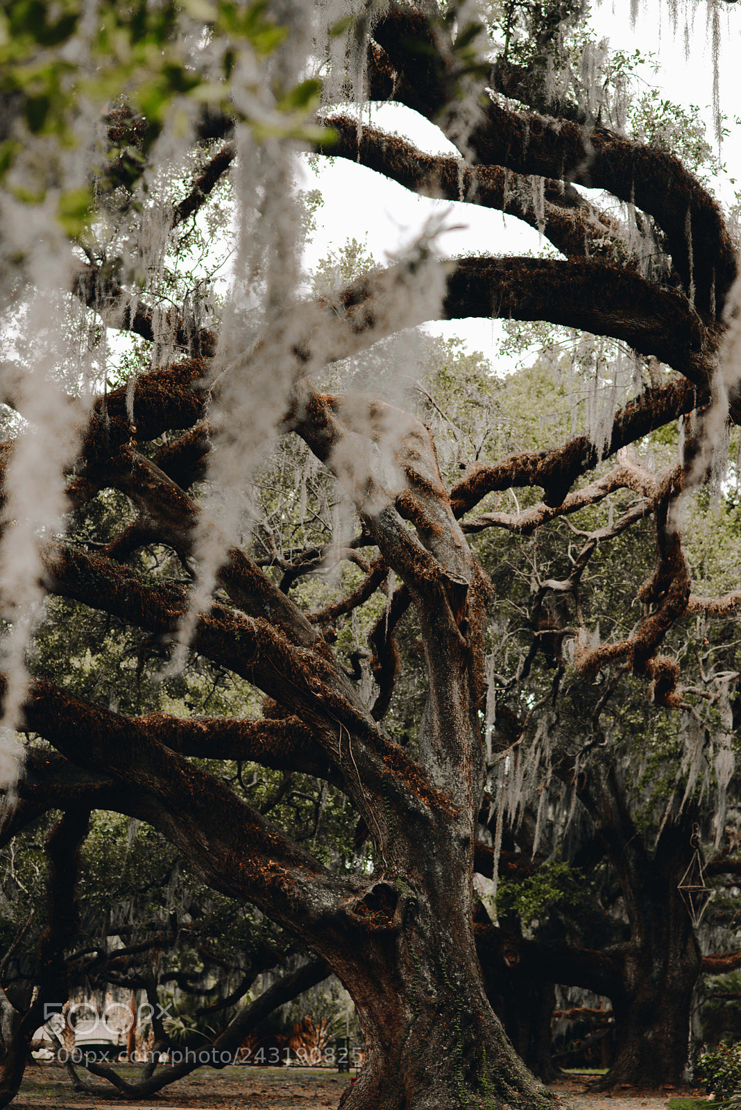 Nikon D610 sample photo. New orleans photography