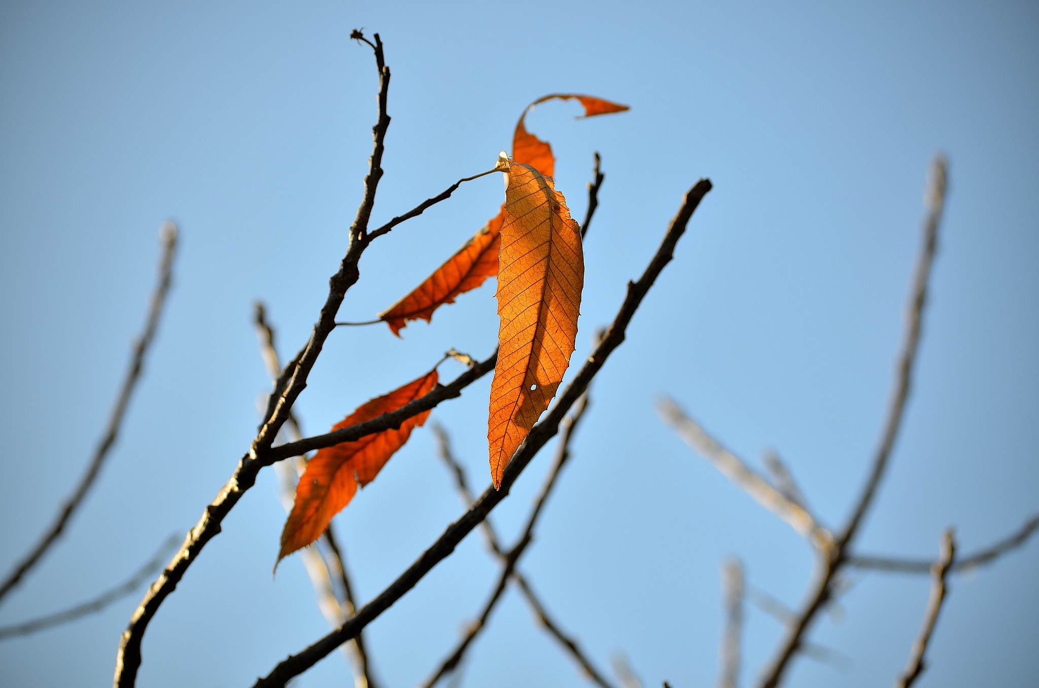 Nikon D5100 sample photo. Winter leaves photography