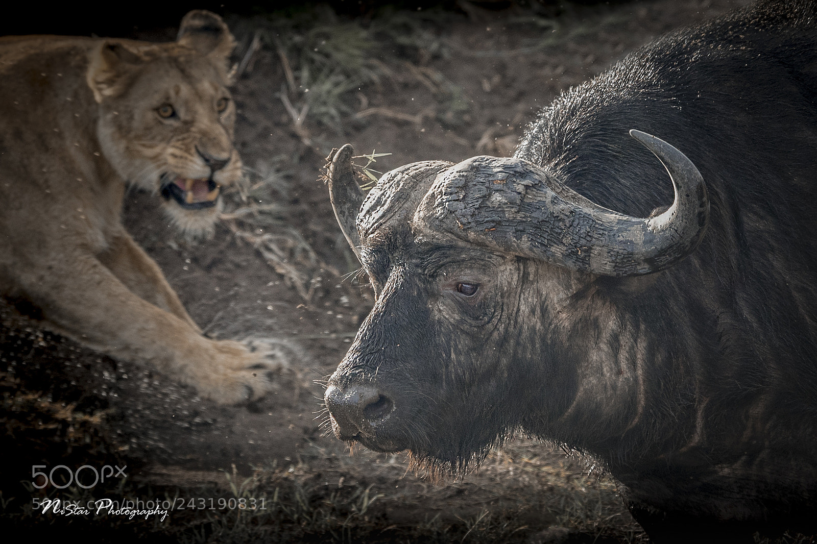 Nikon D5 sample photo. Buffalo attack! photography