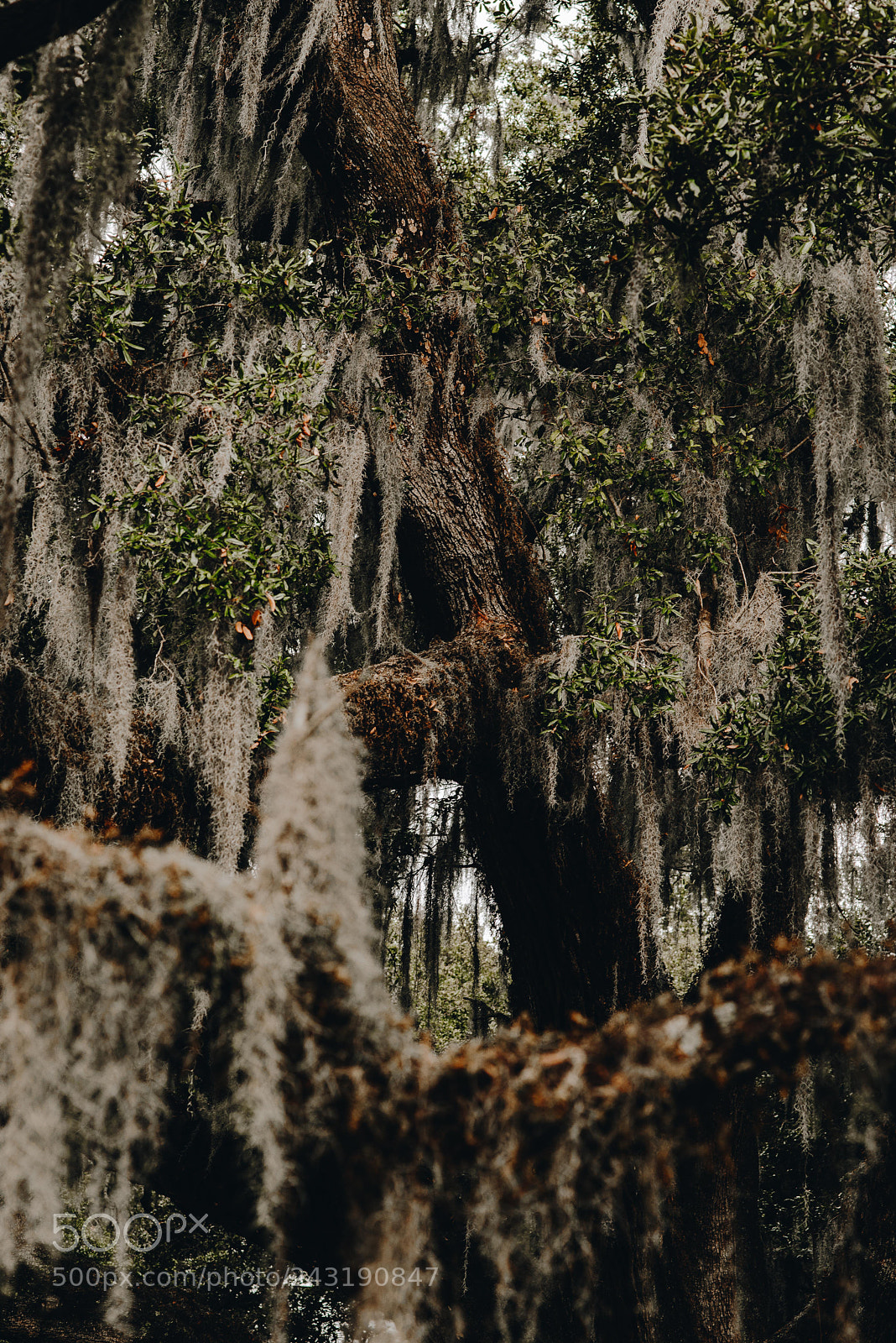 Nikon D610 sample photo. Mossy photography