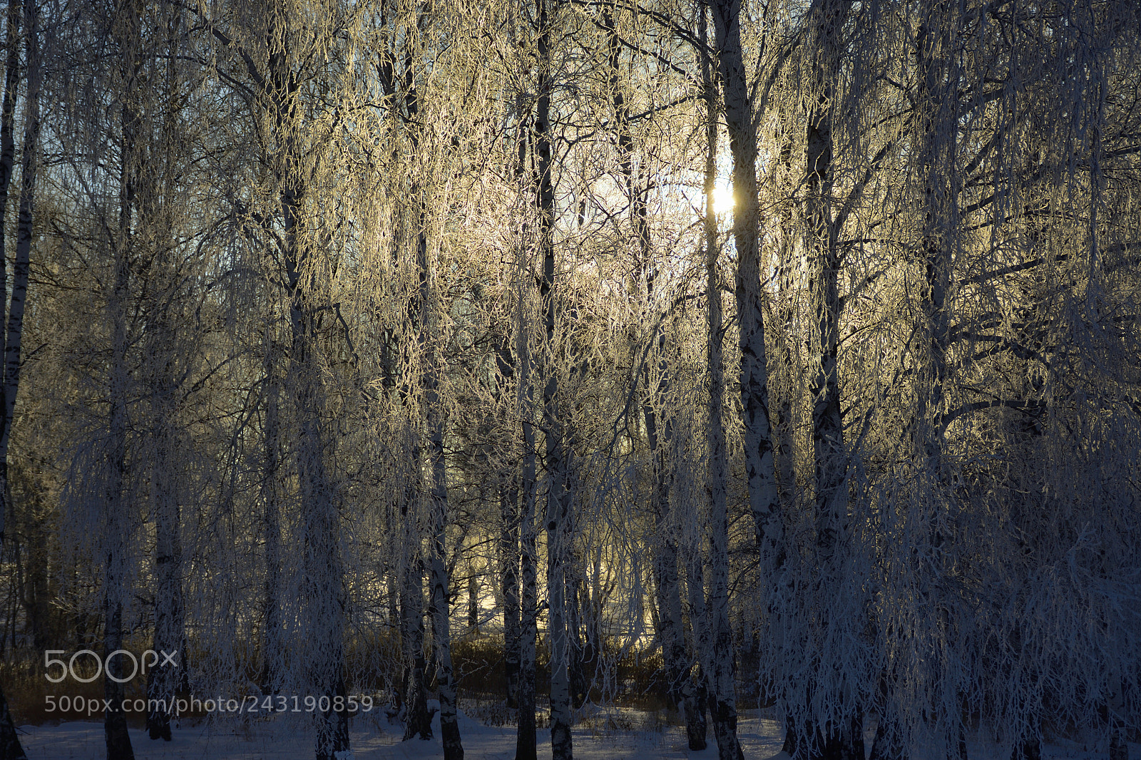 Nikon D7200 sample photo. January/chisticphoto photography