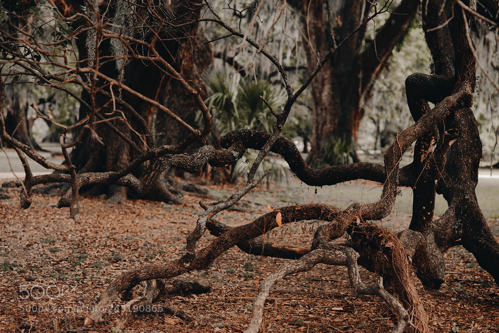 Nikon D610 sample photo. Windy photography