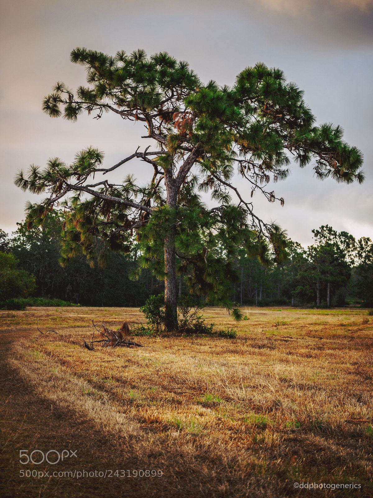 Olympus OM-D E-M1 sample photo. Slash pine photography