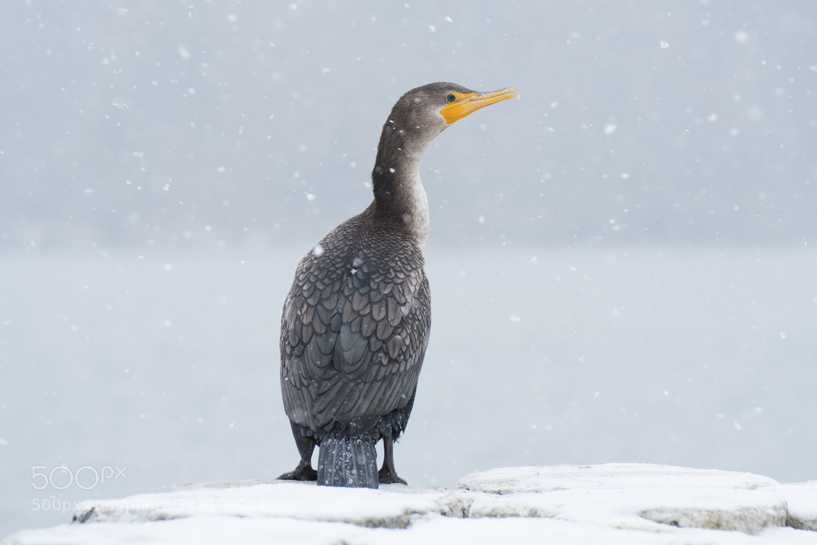 Nikon D500 sample photo. Cormorant photography