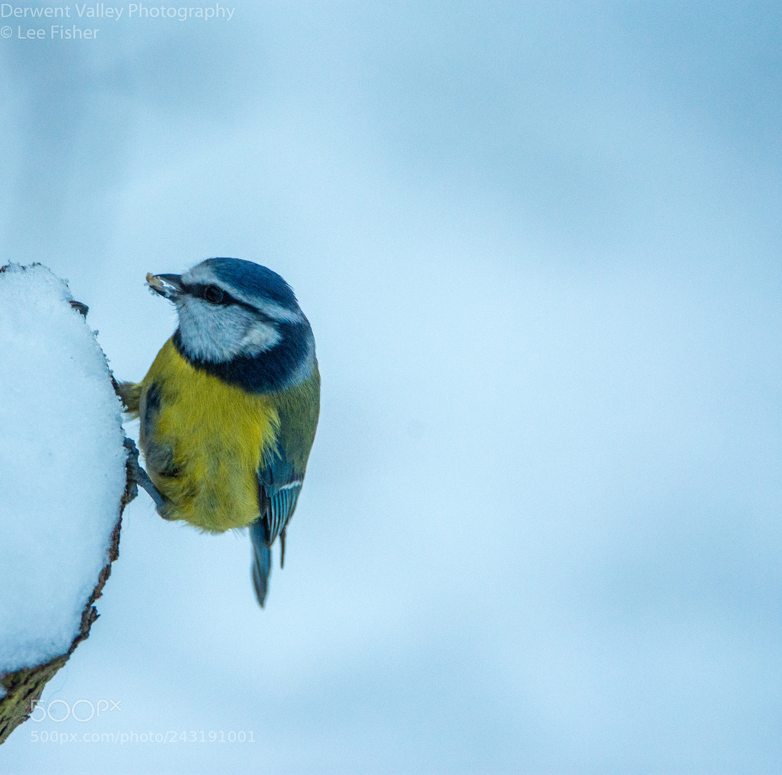 Nikon D7200 sample photo. Blue tit photography