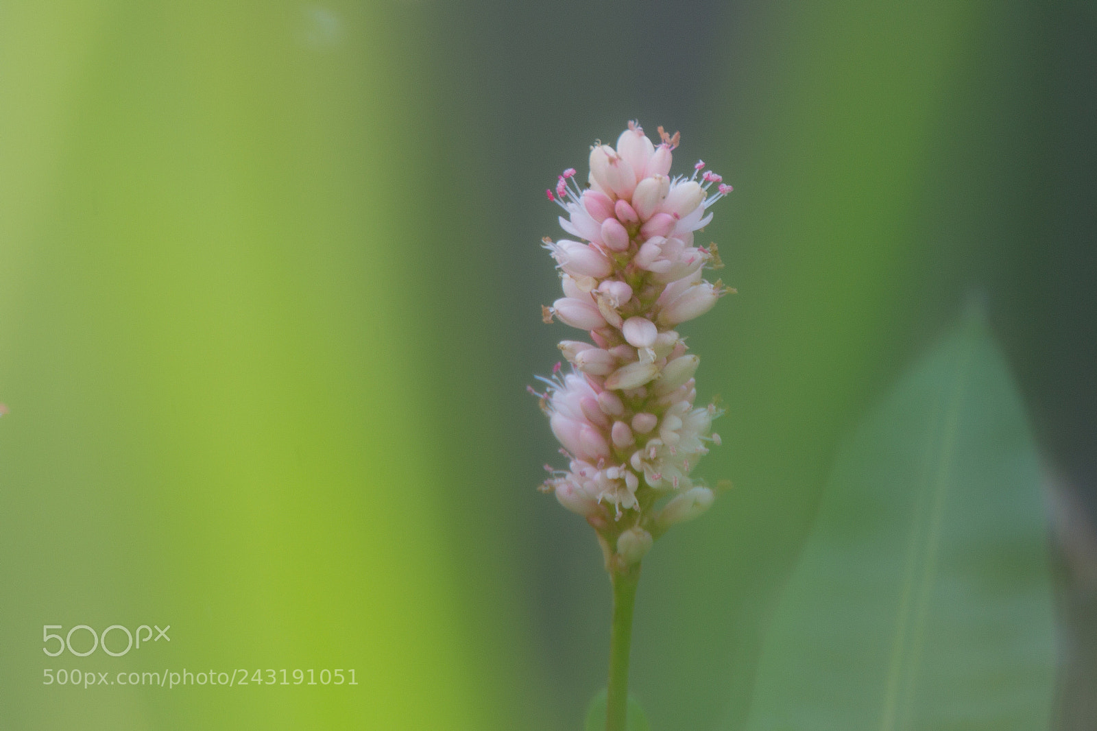 Canon EOS 60D sample photo. Swamp photography