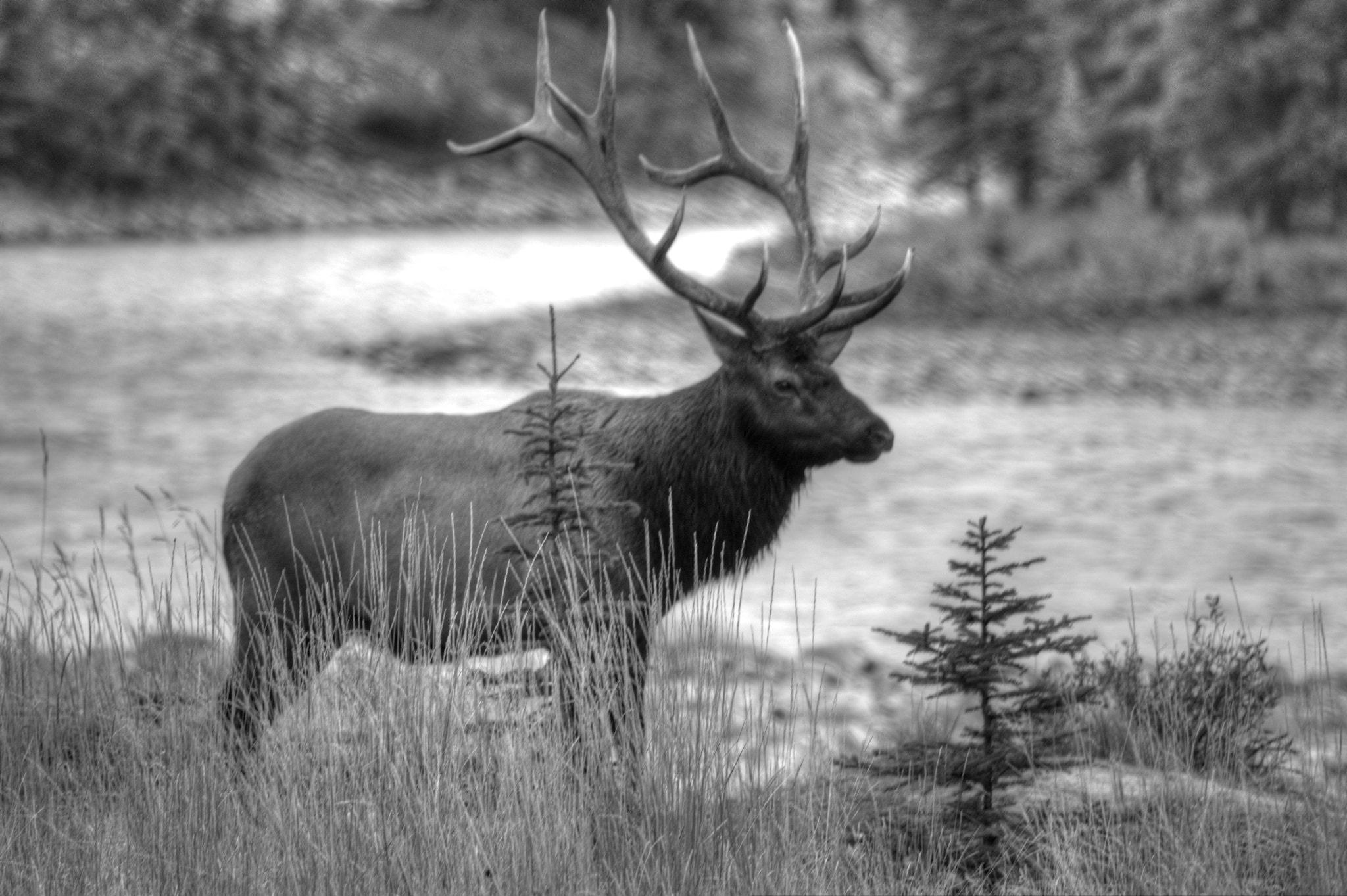 Nikon D90 + Sigma 150-500mm F5-6.3 DG OS HSM sample photo. The stag stood still but the colors ran away photography