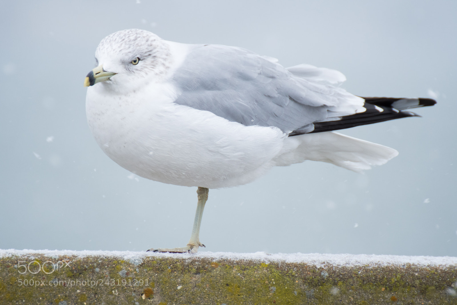 Nikon D500 sample photo. Seagull photography