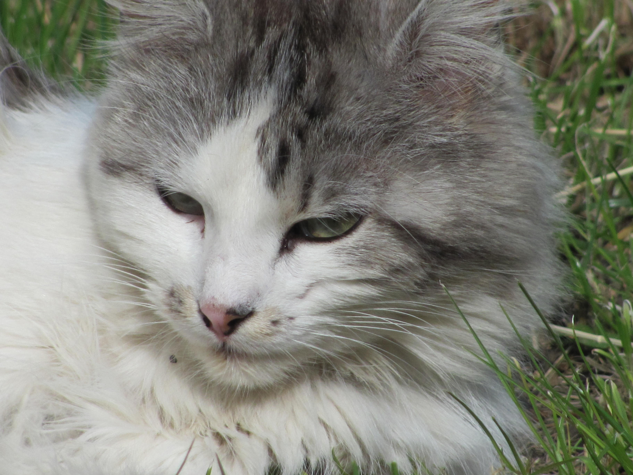 Canon PowerShot SX120 IS sample photo. Poklademisa photography