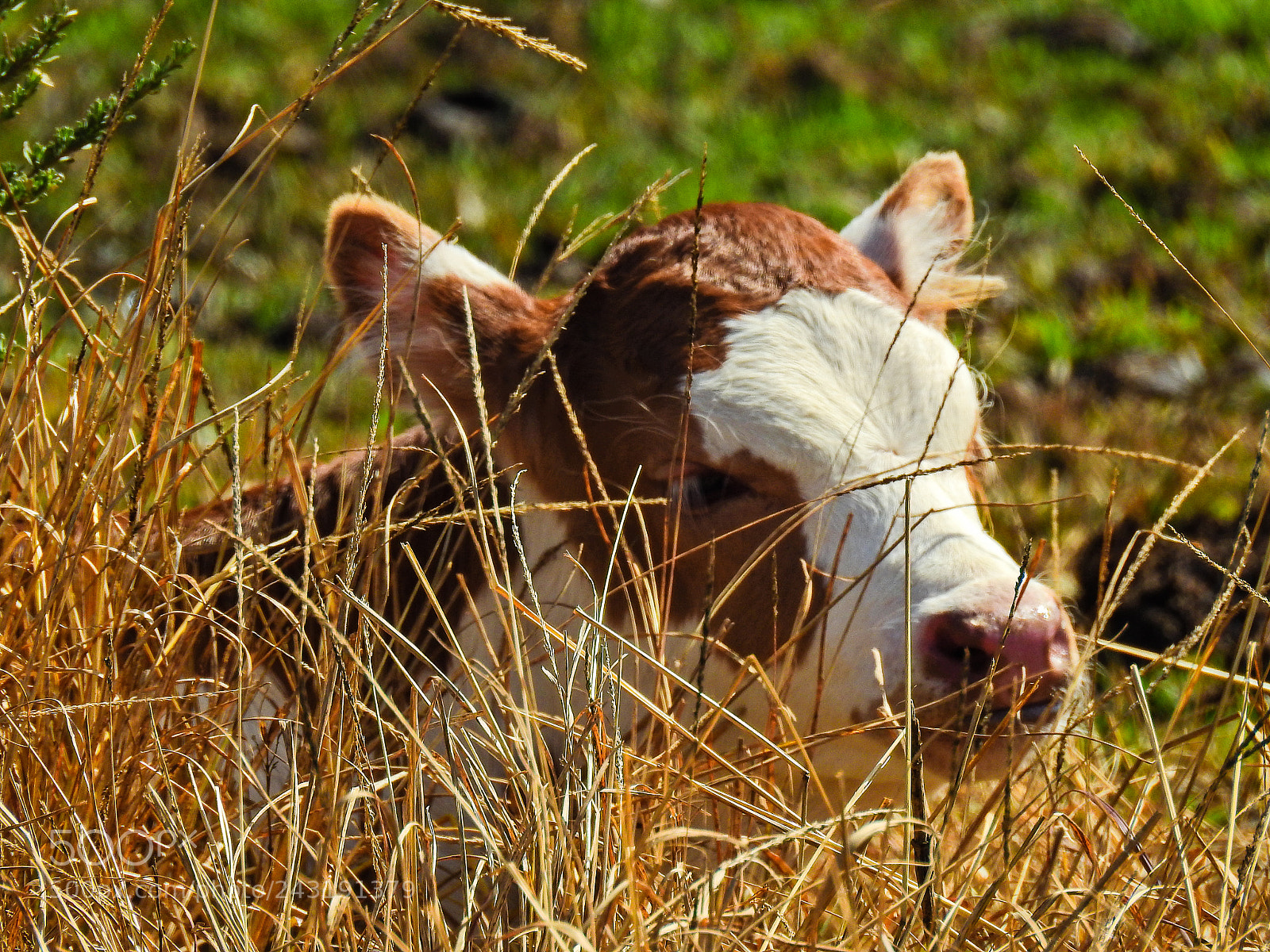 Nikon Coolpix P900 sample photo. Little cow among the photography