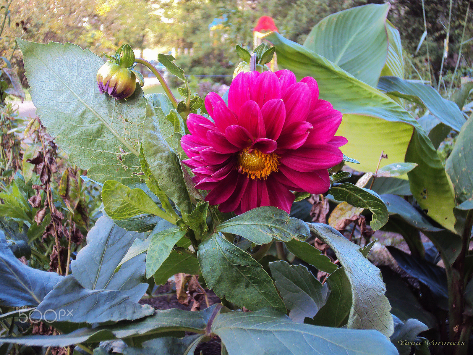 Sony DSC-W190 sample photo. Autumn dahlia photography