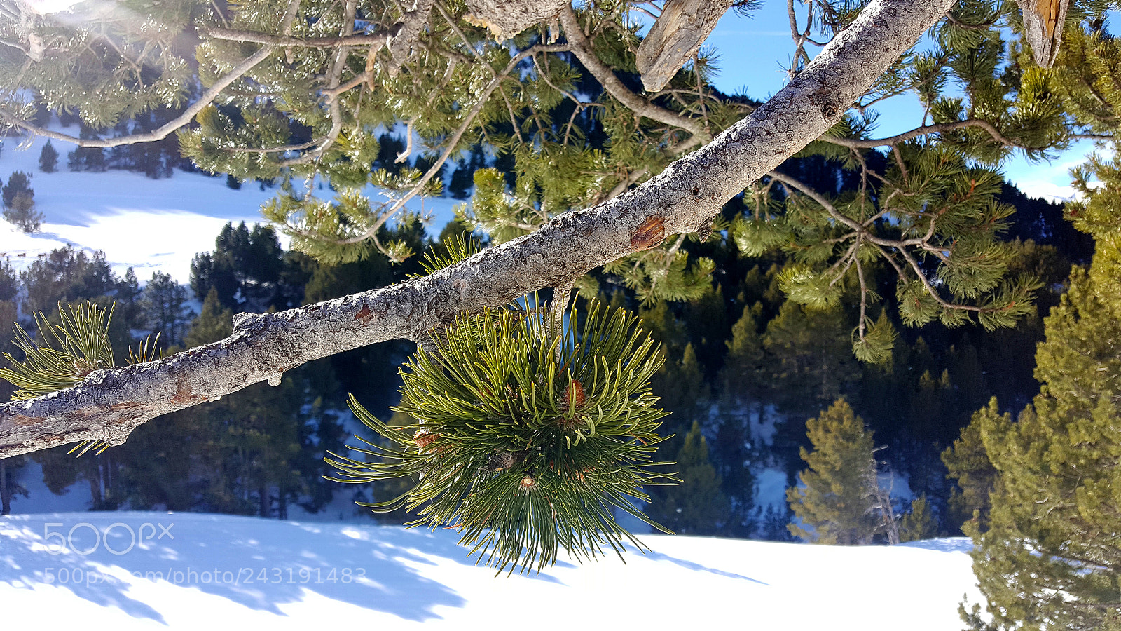 Samsung Galaxy S6 sample photo. Pine branch photography