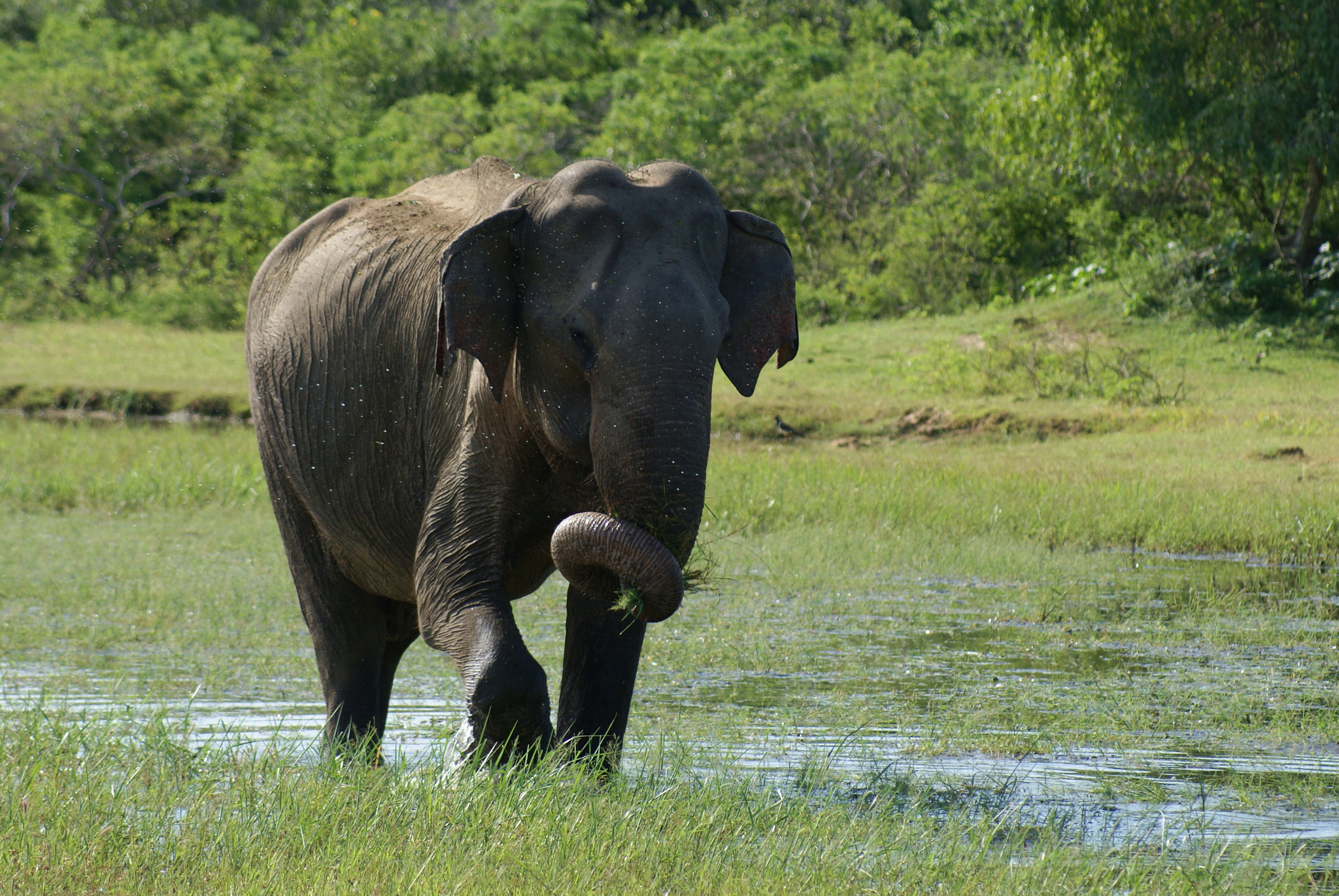 Sony 75-300mm F4.5-5.6 sample photo. Elephant photography