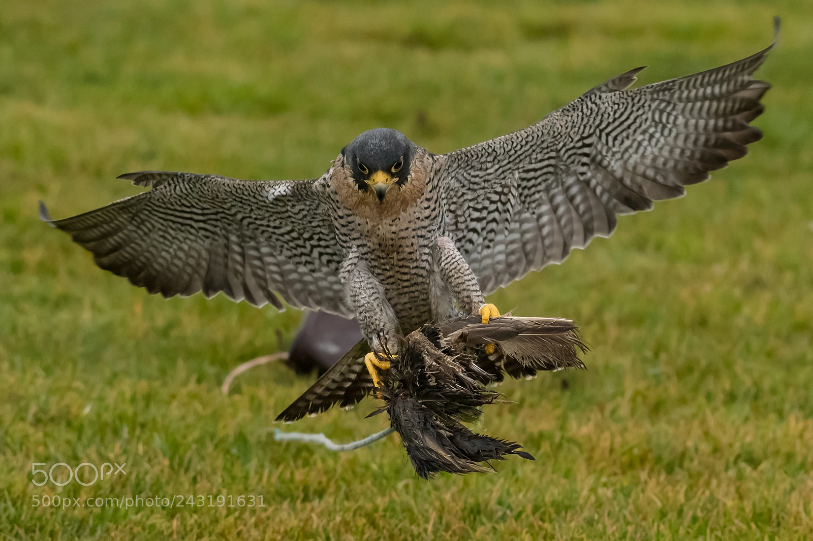 Nikon D500 sample photo. Peregrine falcon on lure photography