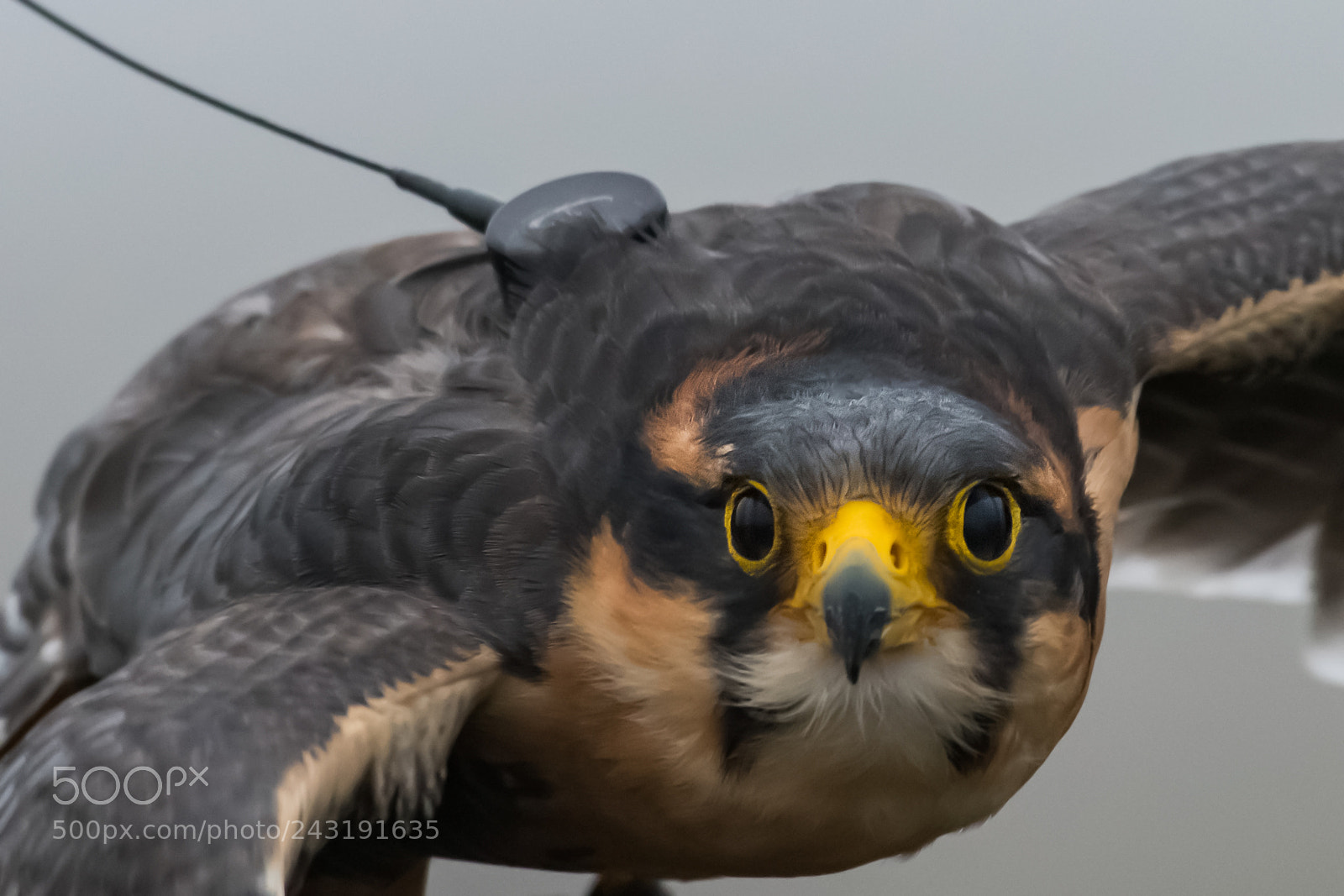 Nikon D500 sample photo. Aplomado closeup flight (falconry) photography