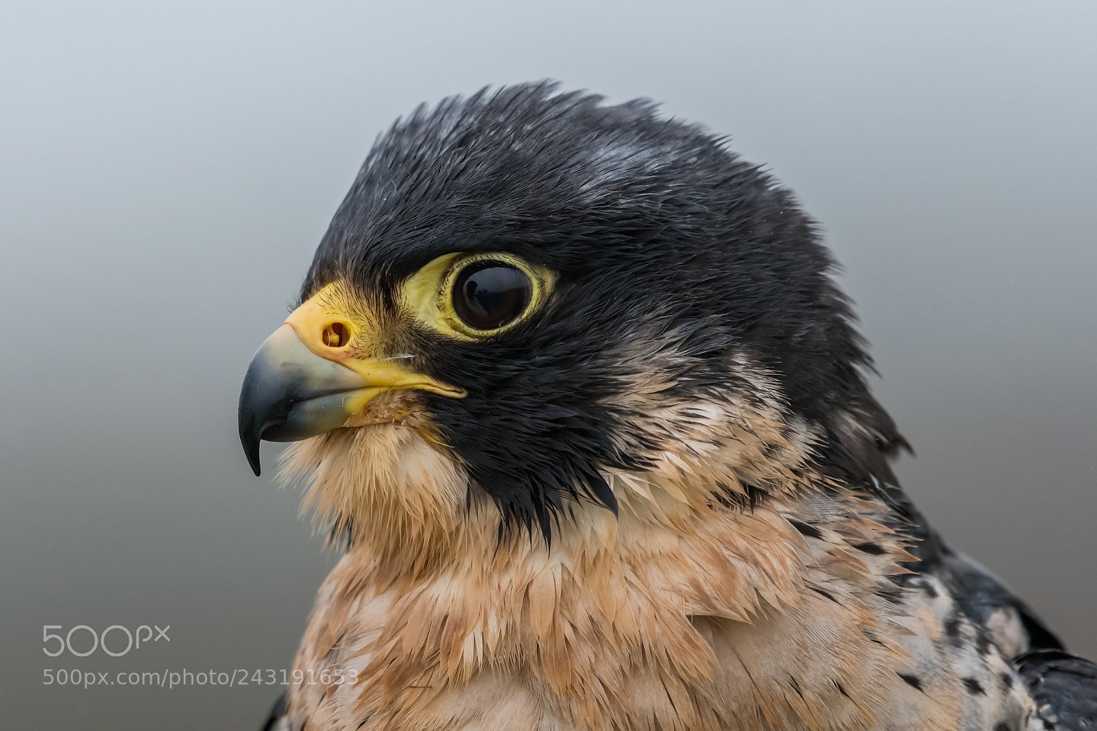 Nikon D500 sample photo. Peregrine portrait (falconry) photography