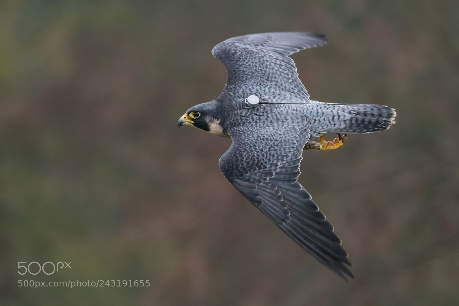 Nikon D500 sample photo. Peregrine flyby (falconry) photography