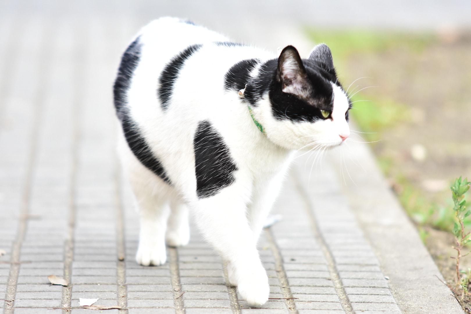 Nikon D7200 + Sigma 70-200mm F2.8 EX DG Macro HSM II sample photo. Cat walking photography