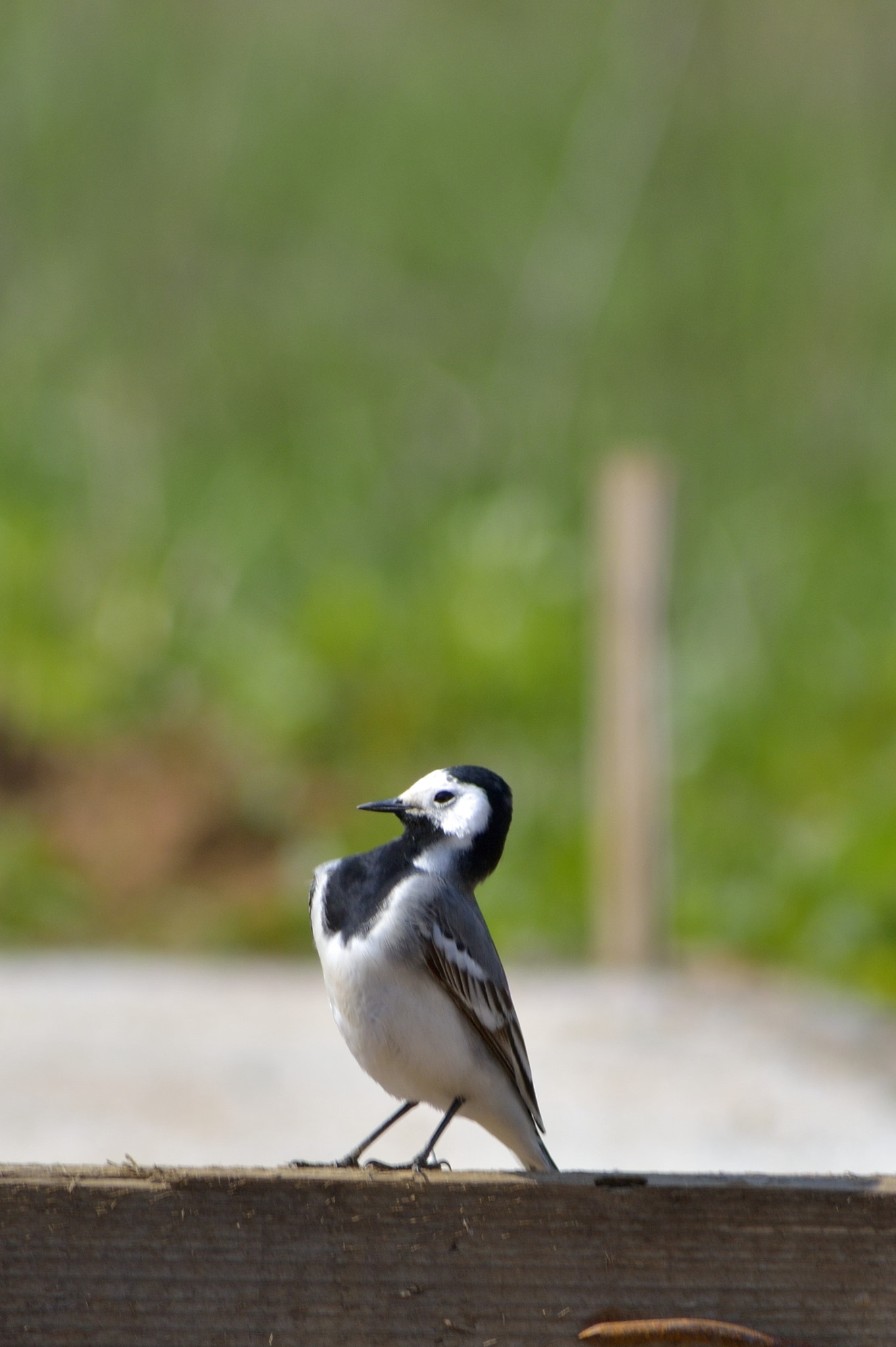 Sigma 70-300mm F4-5.6 APO DG Macro sample photo. Птица КОРОЛЬ photography