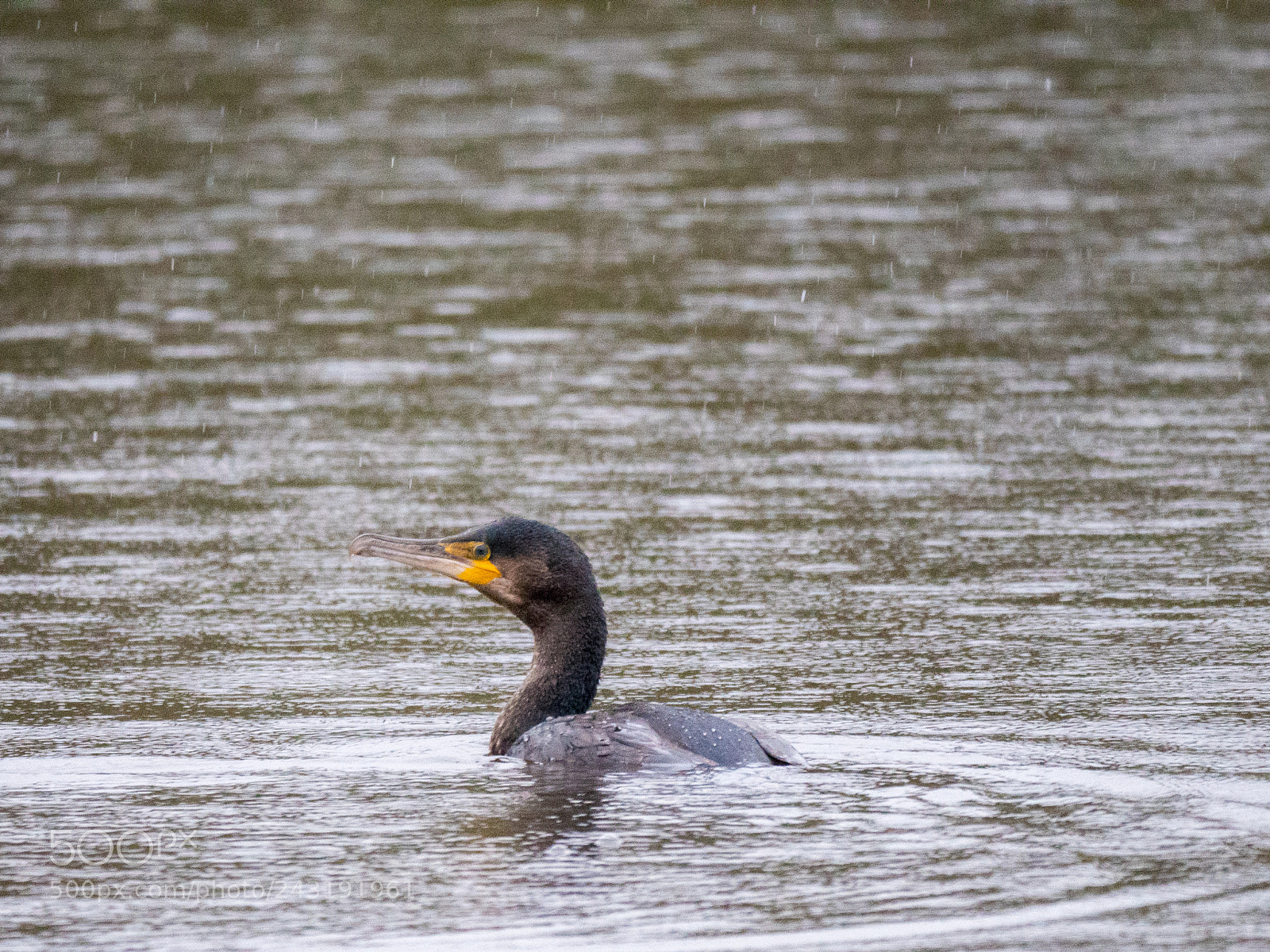 Panasonic Lumix DC-GH5 sample photo. Cormorant in the rain photography