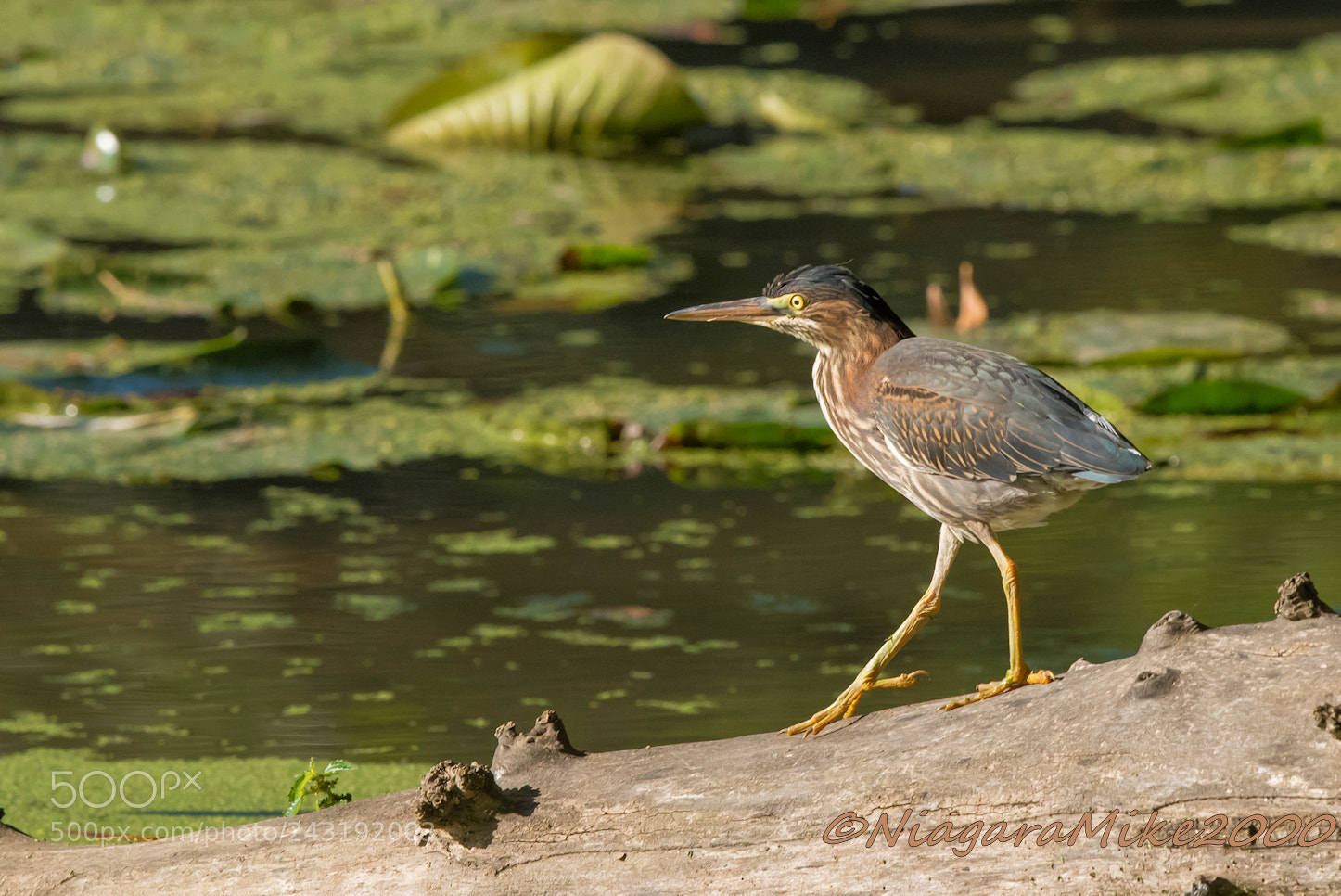 Nikon D810 sample photo. Green heron photography