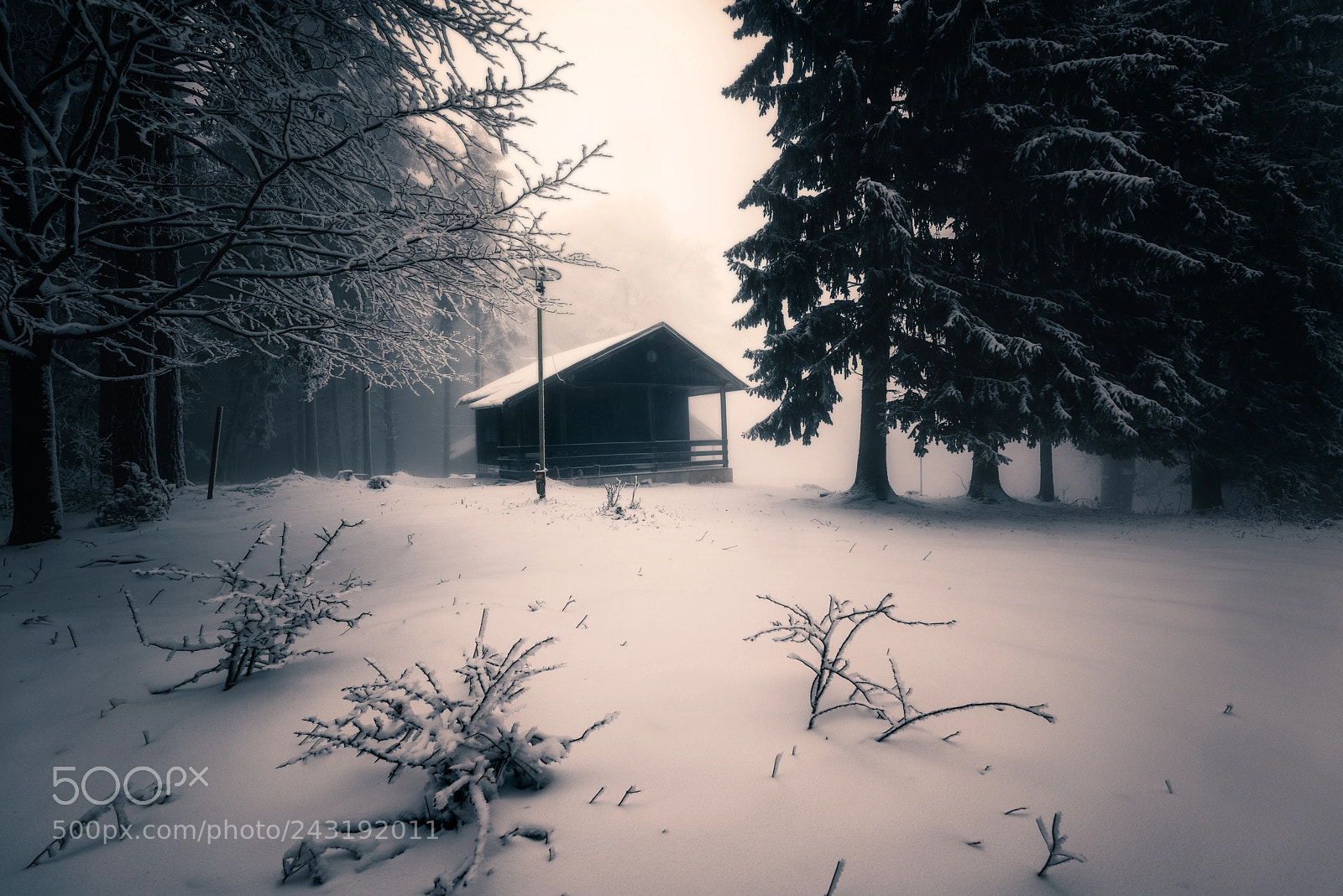 Nikon D810 sample photo. Mist photography