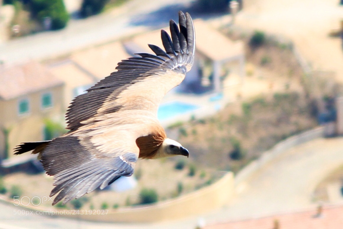Canon EOS 650D (EOS Rebel T4i / EOS Kiss X6i) sample photo. Vultures of remuzat, france photography