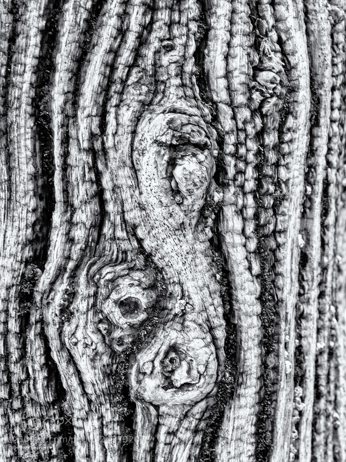 Olympus OM-D E-M1 sample photo. Barnacles photography