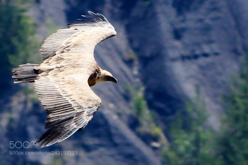 Canon EOS 650D (EOS Rebel T4i / EOS Kiss X6i) sample photo. Looking down on soaring photography