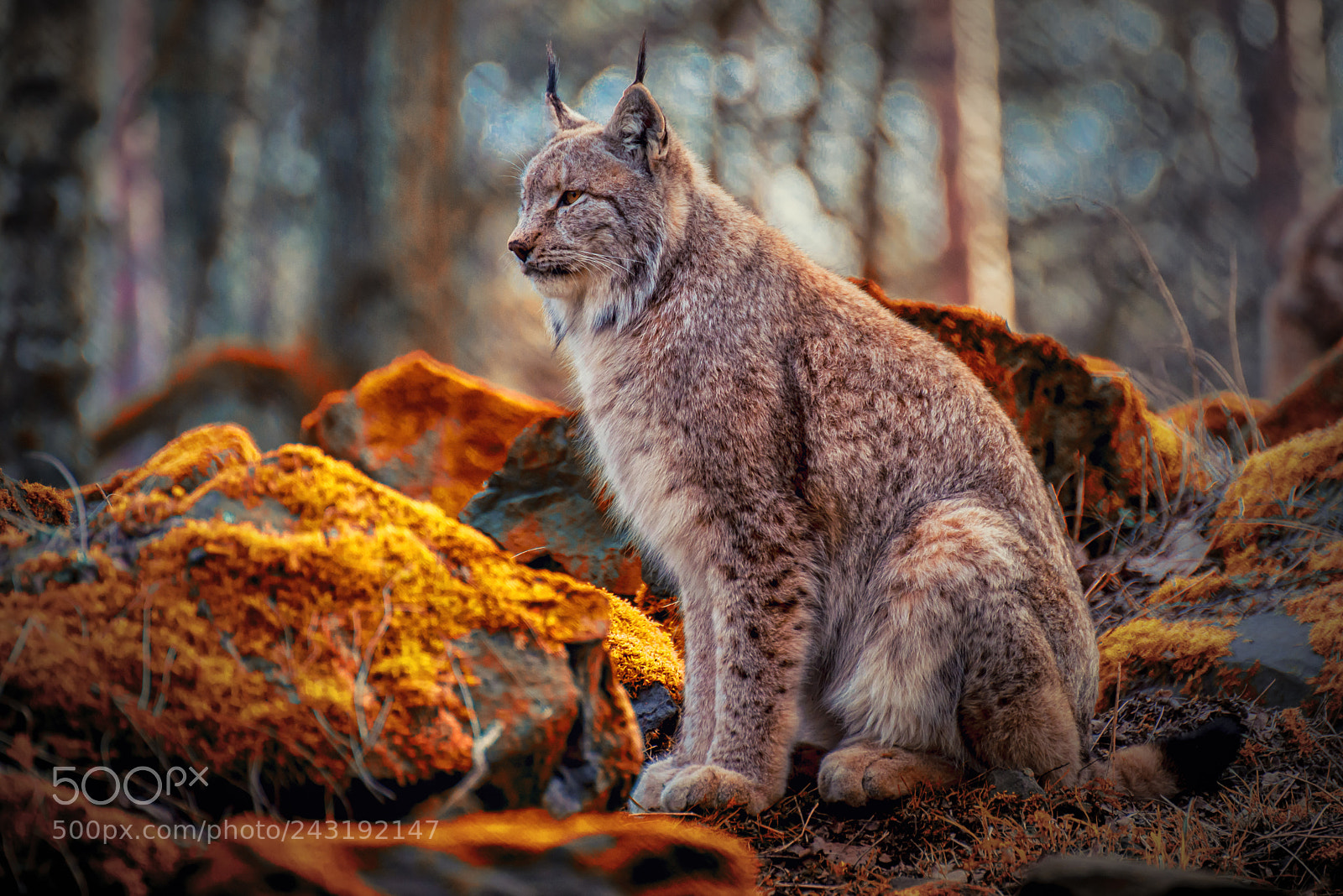 Nikon D800 sample photo. Lynx wild cat photography