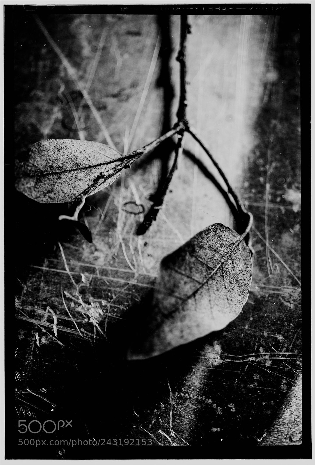 Sony a7 sample photo. Two leaves in winter photography