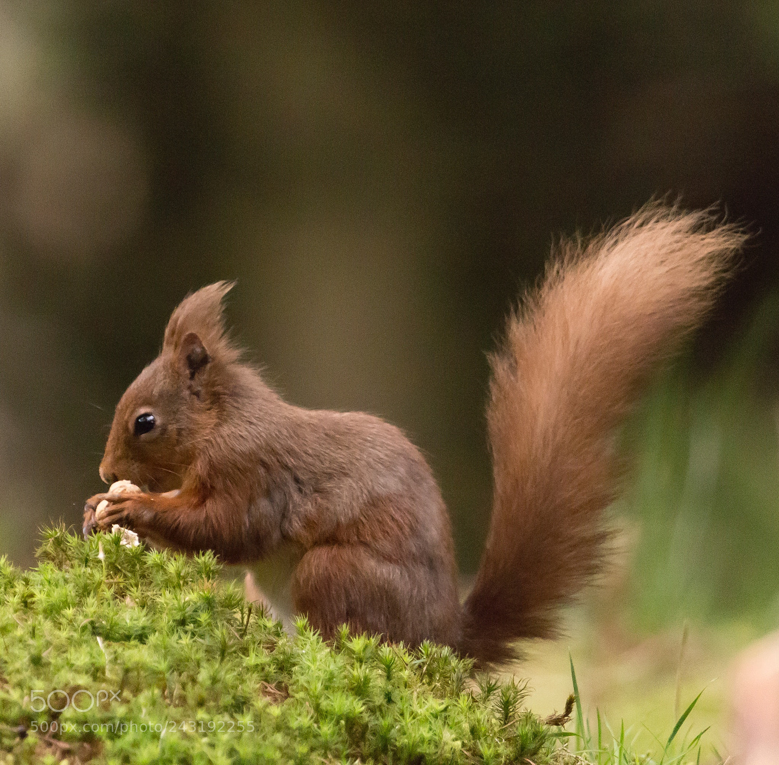 Canon EOS 650D (EOS Rebel T4i / EOS Kiss X6i) sample photo. Red squirrel at hawes photography