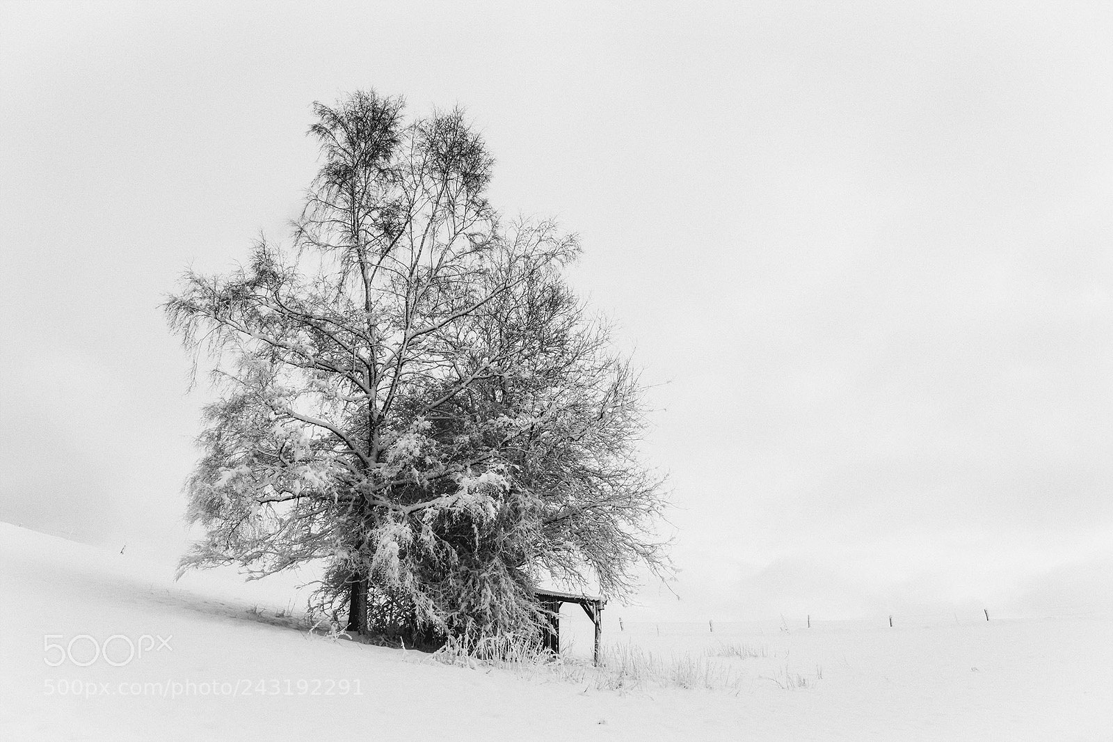 Pentax K-S2 sample photo. Pasture or lonely tree photography