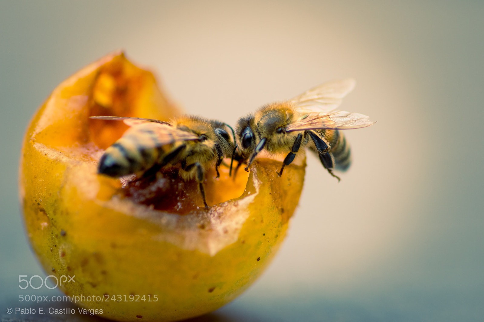 Nikon D3200 sample photo. Abejas photography