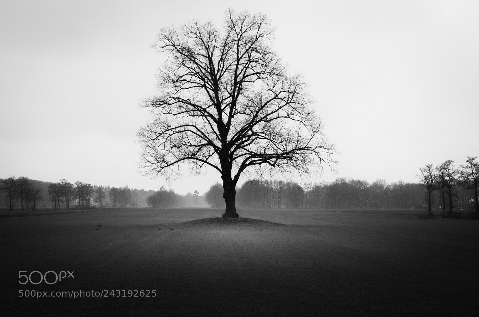 Canon EOS 6D Mark II sample photo. Lonely tree photography