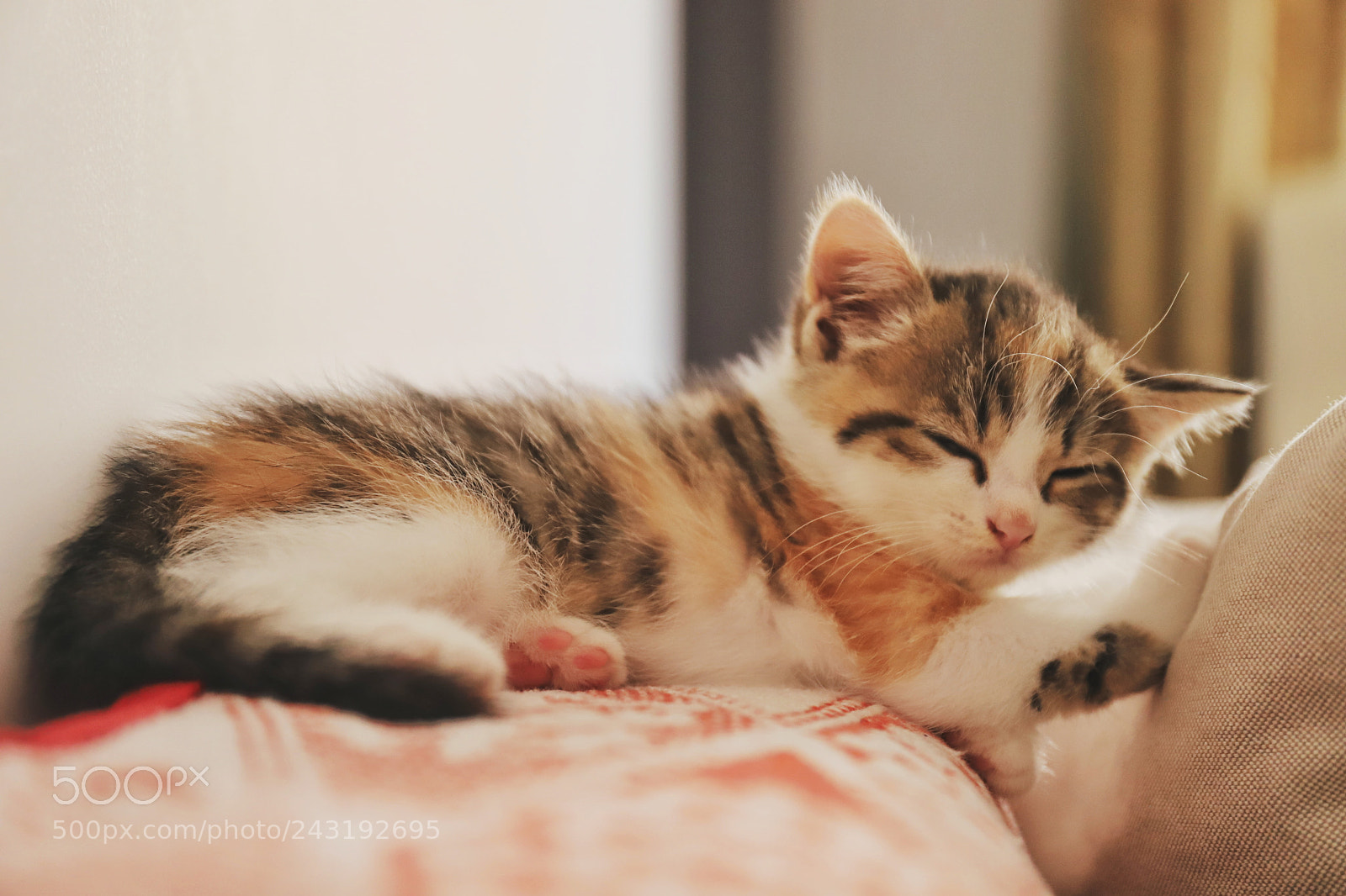 Canon EOS 6D Mark II sample photo. Untitled photography