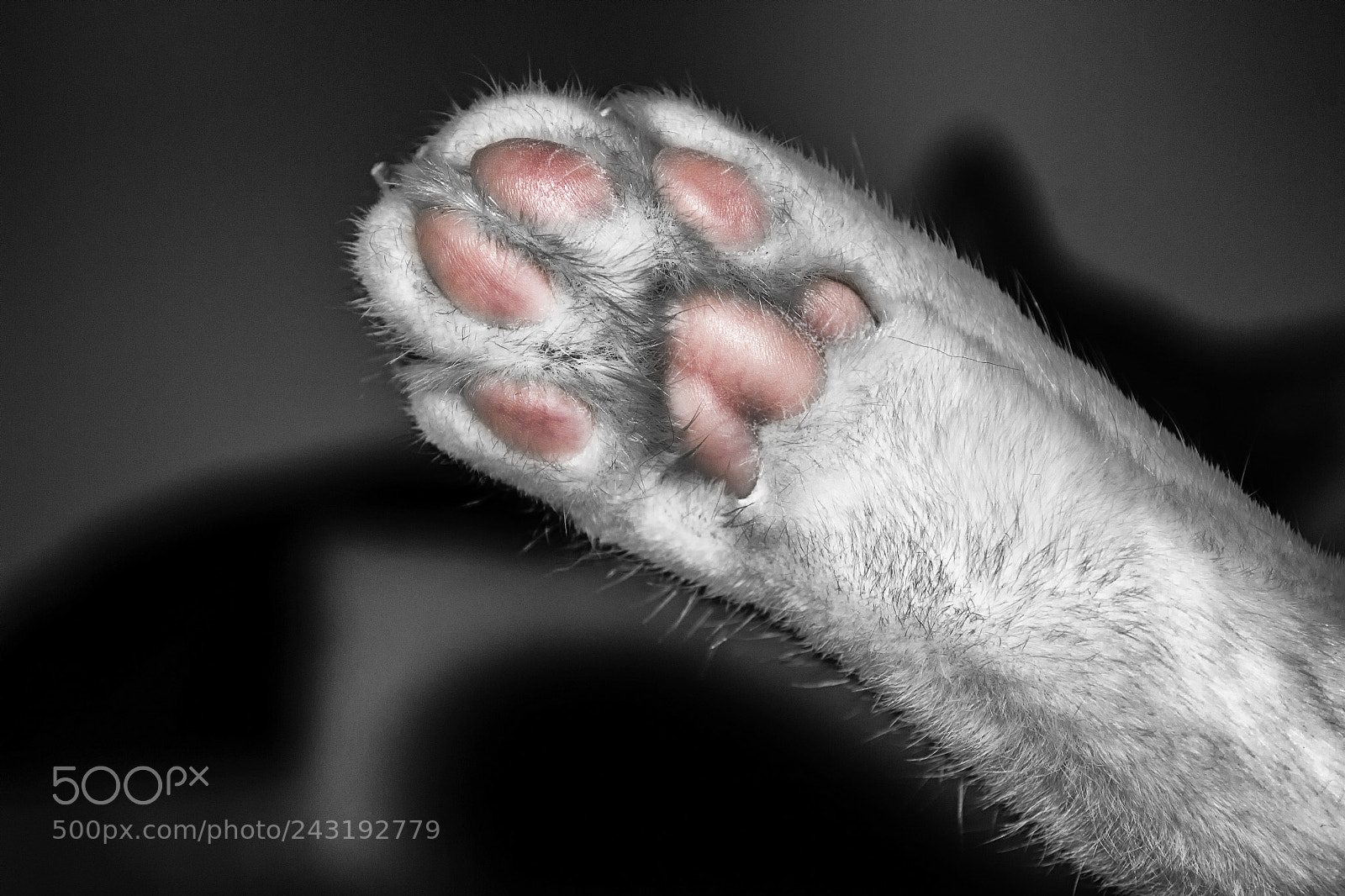 Nikon D3100 sample photo. Paw photography