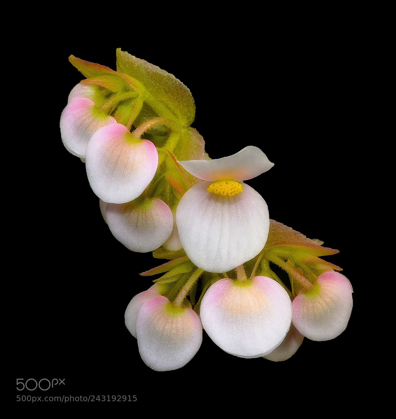 Nikon D600 sample photo. Eyelash begonia photography