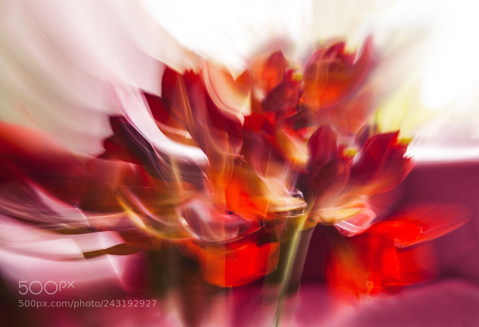 Nikon D800 sample photo. Fire flowers photography