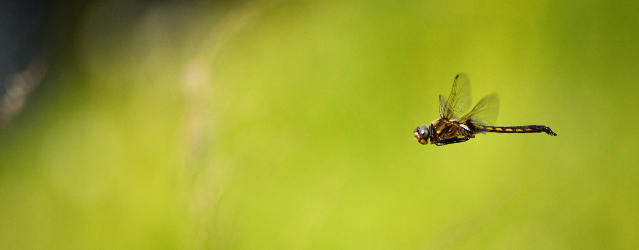 Sigma 70-300mm F4-5.6 APO DG Macro sample photo. Летчу photography