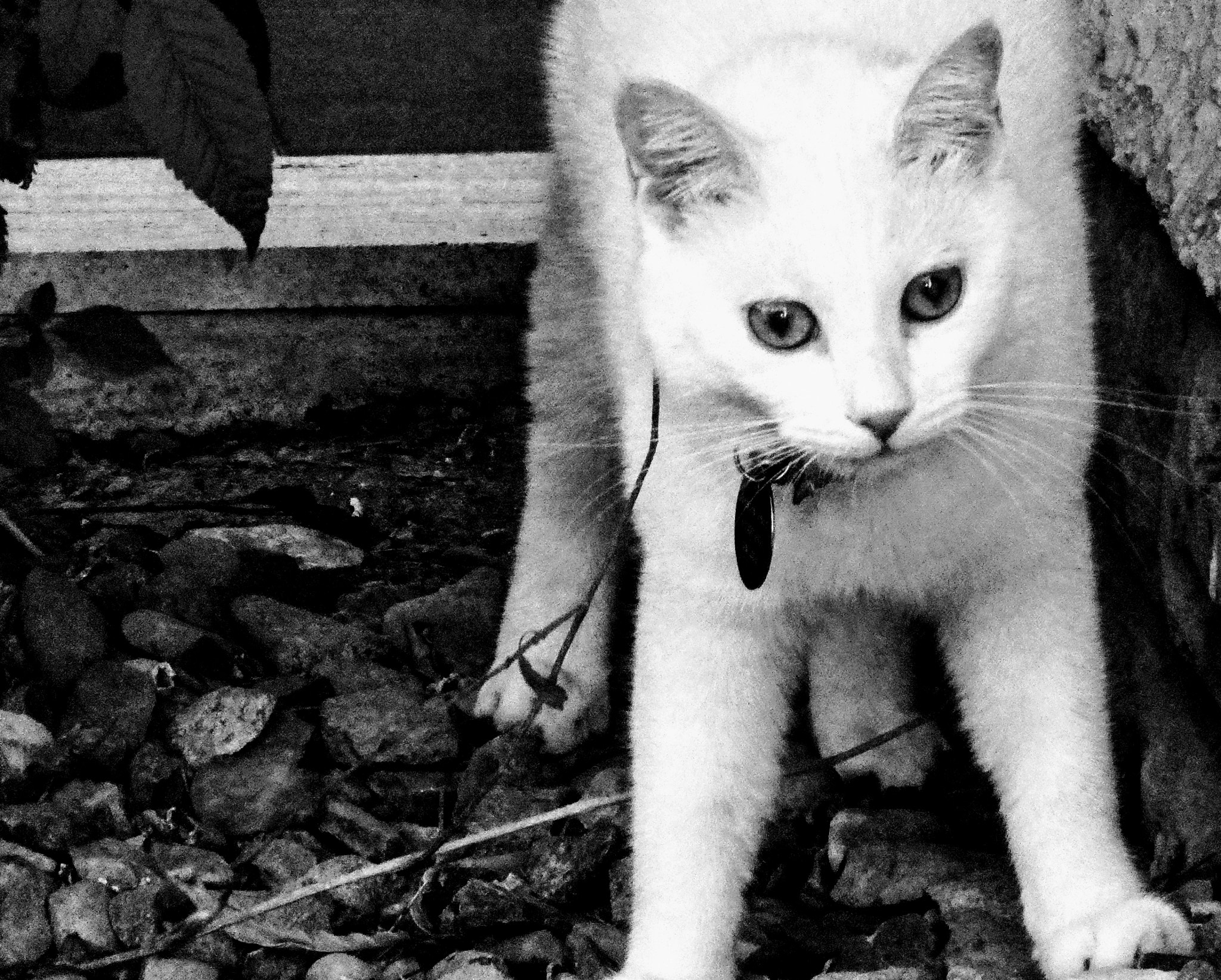 Panasonic DC-TZ91 sample photo. Little devil photography