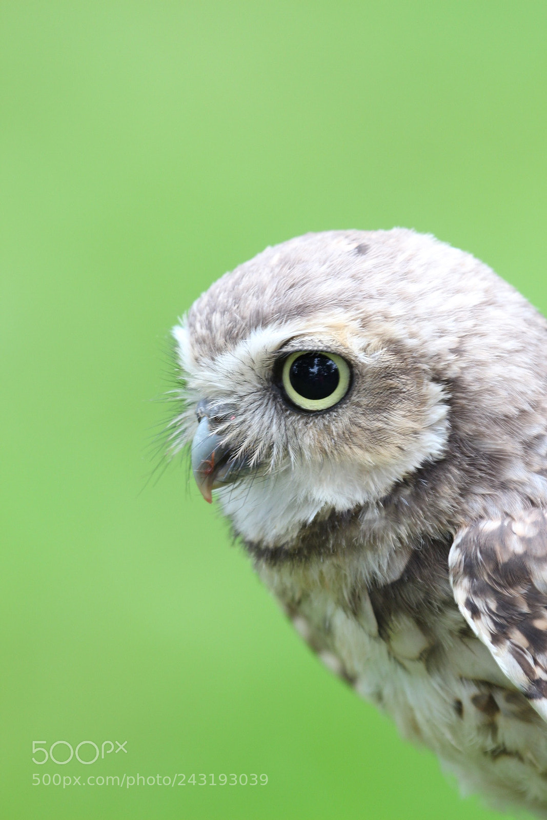 Canon EOS 650D (EOS Rebel T4i / EOS Kiss X6i) sample photo. Small owl looking for photography
