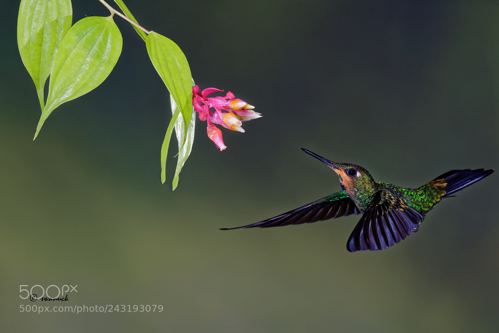 Nikon D810 sample photo. Humming bird photography