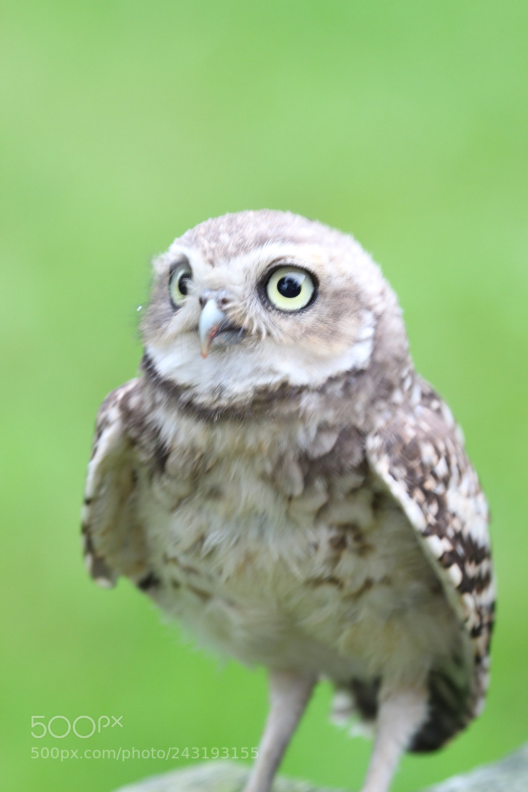 Canon EOS 650D (EOS Rebel T4i / EOS Kiss X6i) sample photo. Small owl photography