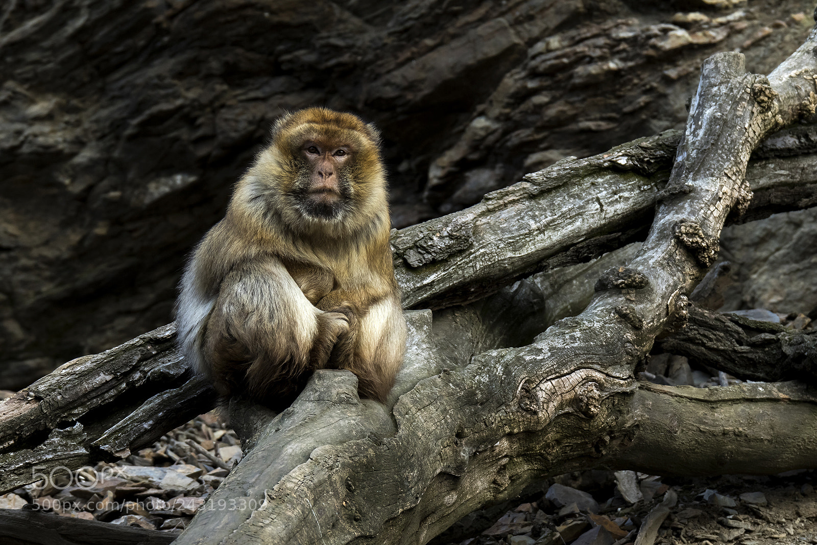 Canon EOS 7D Mark II sample photo. Untitled photography