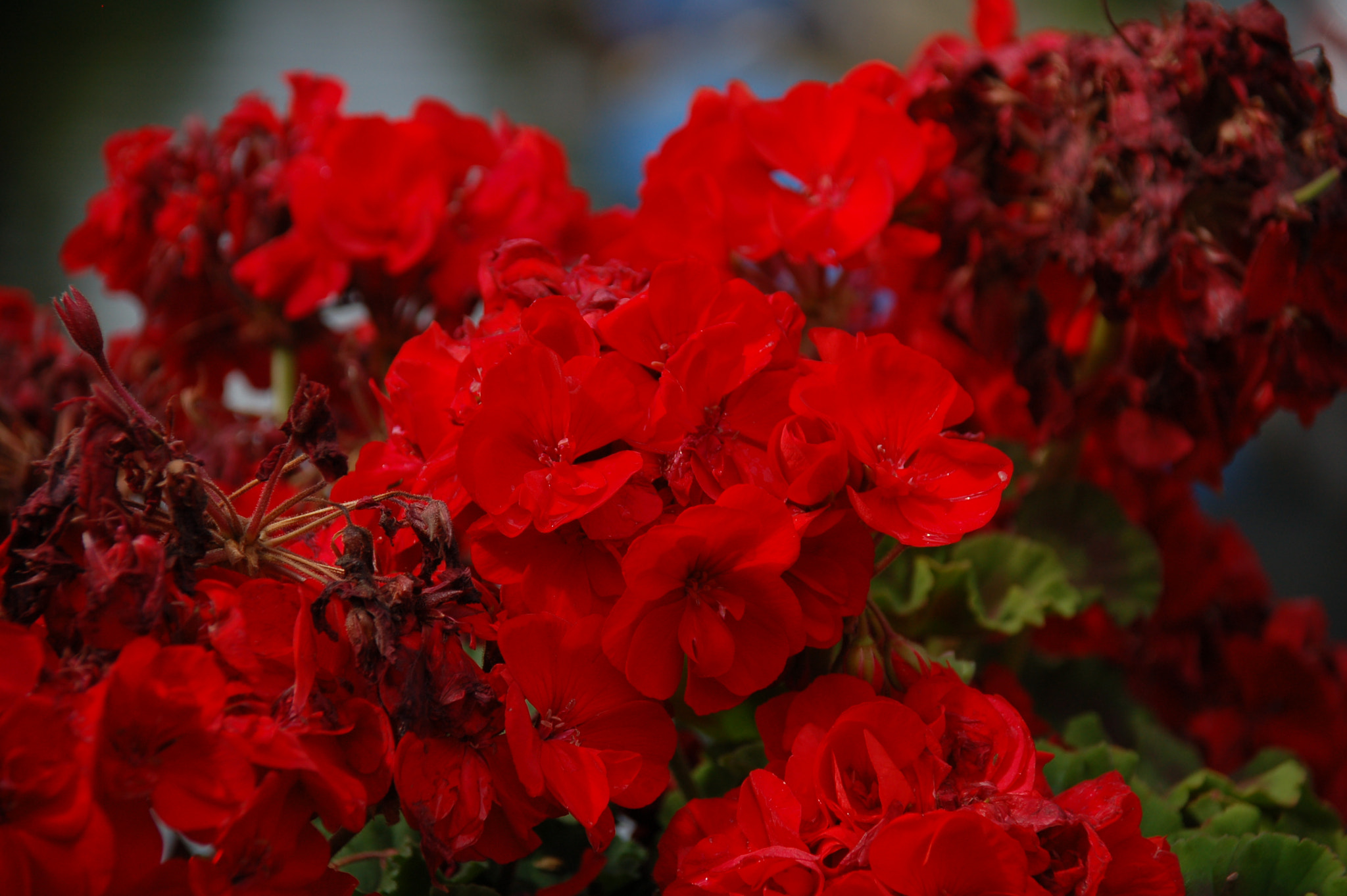 Sigma 18-125mm F3.8-5.6 DC HSM sample photo. Dsc photography